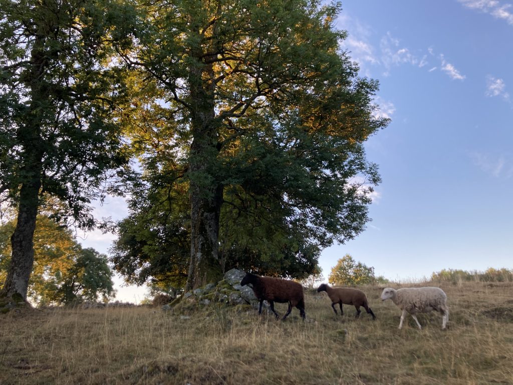 4ème dimanche du Temps pour la création - brebis près d'huions