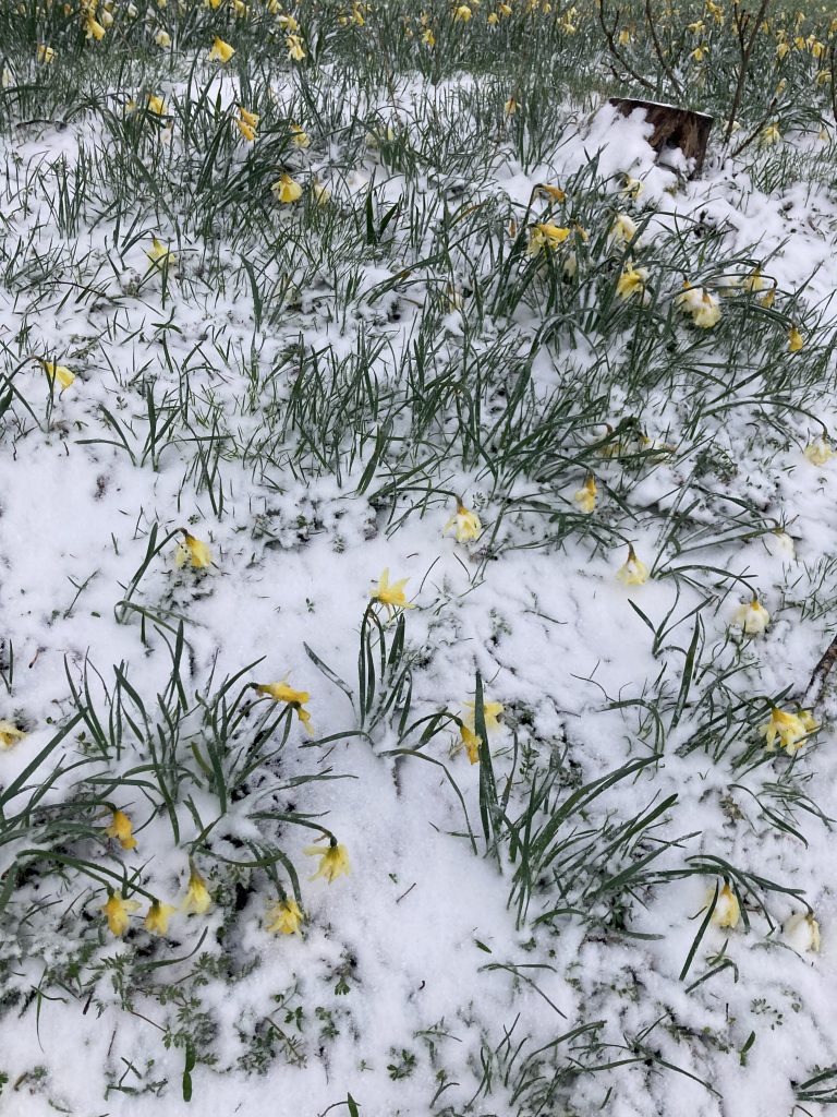Le printemps à la maison de caulmont
