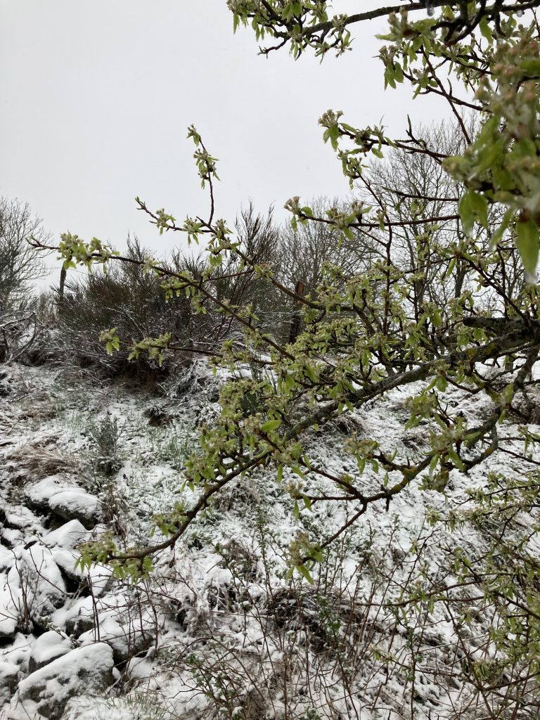 Le printemps à la maison de caulmont